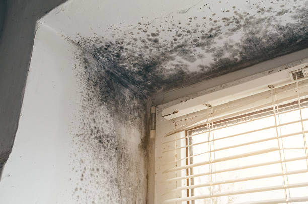 Affordable Mold Cleanup solutions in Towson, MD